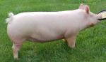 American Yorkshire - pig breeds | goris jishebi | ღორის ჯიშები